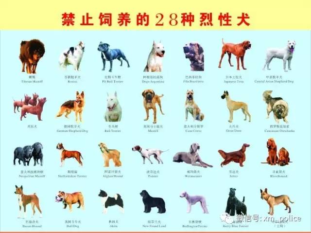 28种禁养犬类.jpg